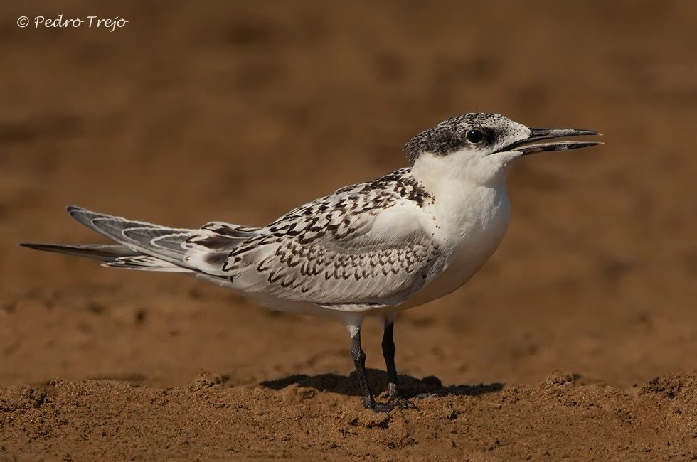 Charran patinegro (Sterna sandvicensis)